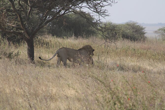 Full-Day Ngorongoro Crater private tour - Picnic lunch inside the park