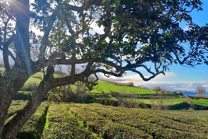 Furnas Volcano Experience: Lush Valleys & Steaming Earth - Furnas is the day’s volcanic heart