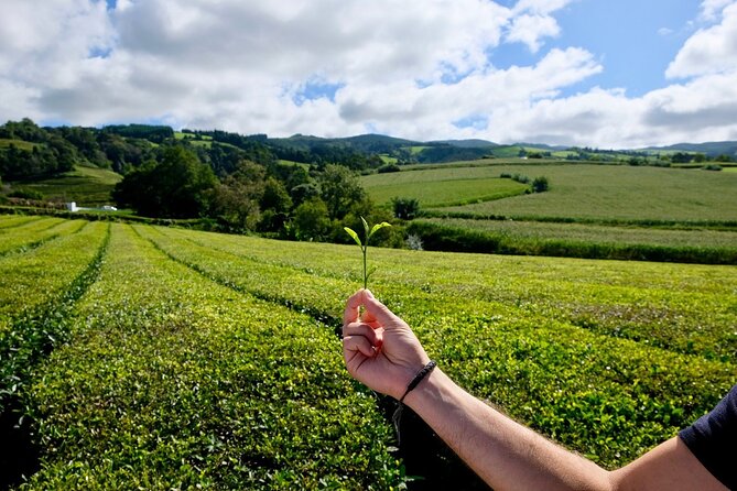 Furnas Volcano & Tea Plantation With Traditional Lunch, East Tour - Furnas village, fumaroles, and mineral waters