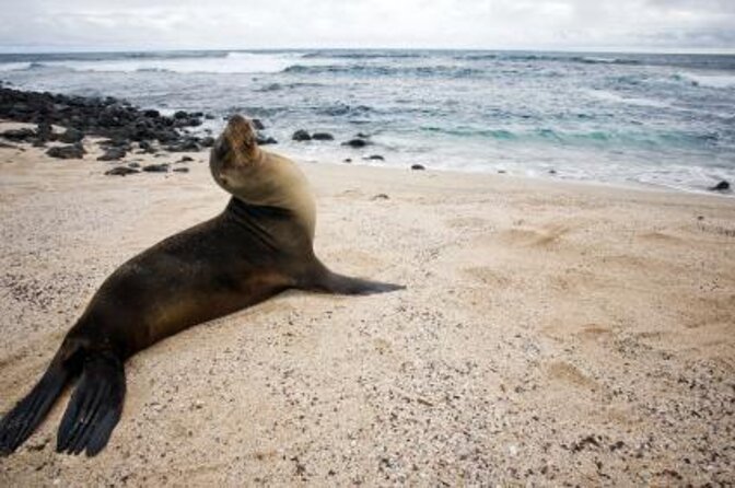 Giant Turtle Watching and Lava Tunnels Tour - Key points to know before you book