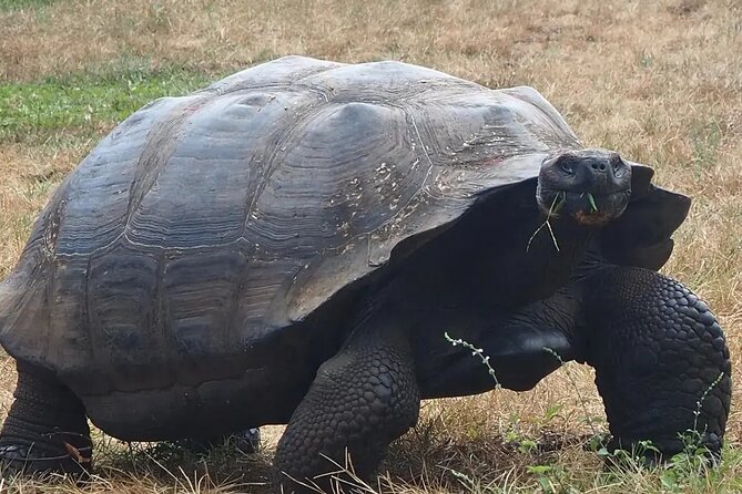 Giant Turtle Watching and Lava Tunnels Tour - Why this Santa Cruz tour is worth your time