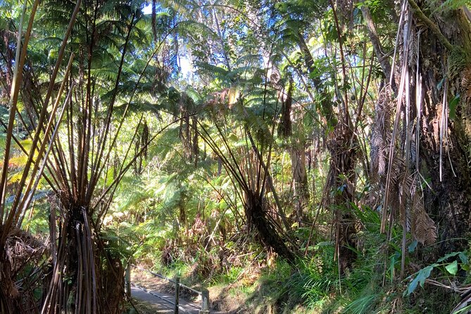 Hawai'i's Volcanoes National Park from Hilo Only - Transport, comfort, and physical effort