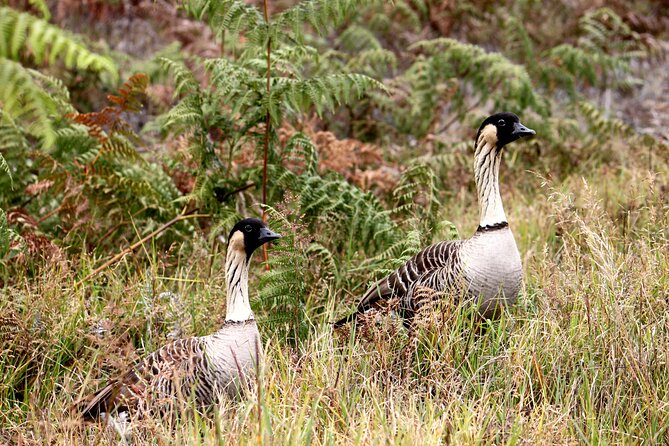 Hawaii Volcanoes National Park and Hilo Highlights Small Group Tour - Two hours inside Hawaii Volcanoes National Park