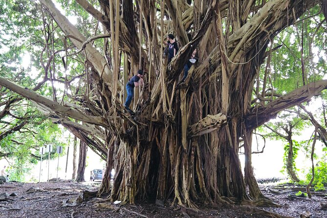 Hawaii Volcanoes, Waterfalls, Beaches & Hilo Highlights Day Tour - Rainbow Falls and the famous banyan tree