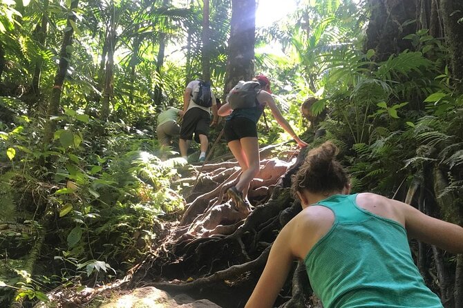 Hiking Mount Liamuiga Volcano in St Kitts - Descending Mount Liamuiga is not an afterthought