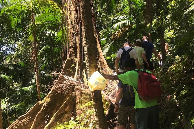 Hiking Mount Liamuiga Volcano in St Kitts - Should you book Mount Liamuiga?