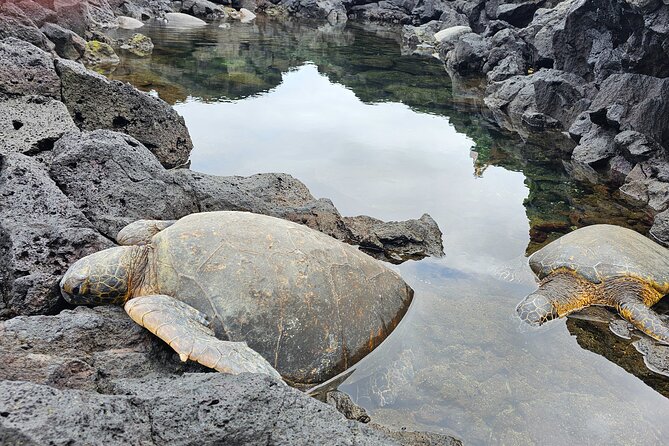Hilo and Volcano National Park Tour for Cruise Passengers at port - Key points at a glance
