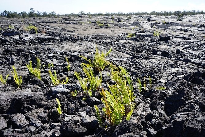 Hilo Big Island-Volcano Day tour & Hotel PU from Honolulu Oahu - The early flight and a long Big Island day