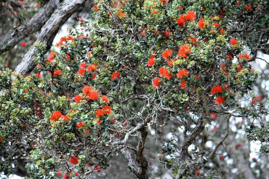 Hilo: Hawaii Volcanoes National Park and Hilo Highlights … - Liliuokalani Gardens and Hilo Bay