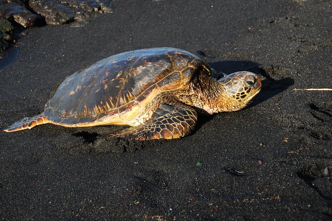 Hilo Shore Excursion: Volcanoes National Park & Black Sand Beach - Walking through Nahuku, or Thurston Lava Tube