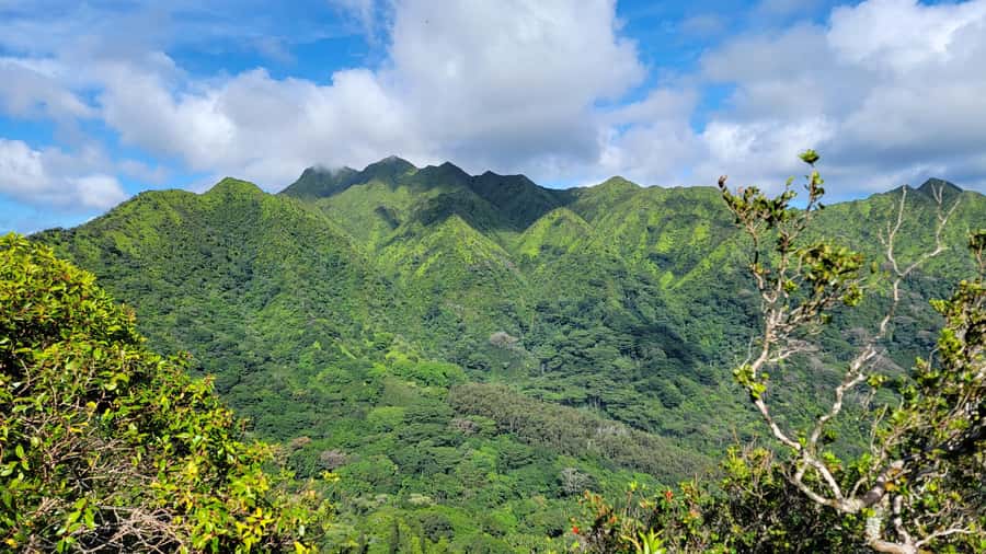 Honolulu: Hawaiian Volcanic Rainforest Hike - Key points at a glance