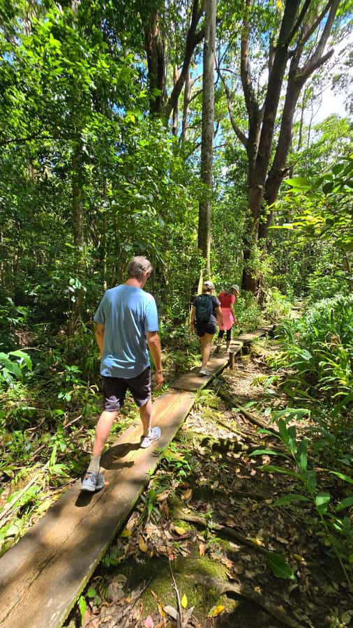 Honolulu: Hawaiian Volcanic Rainforest Hike - Leaving Waikiki for Oahu’s mountain country