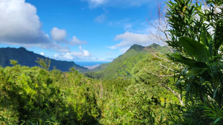 Honolulu: Hawaiian Volcanic Rainforest Hike - Native forest and plants you will not see on the beach