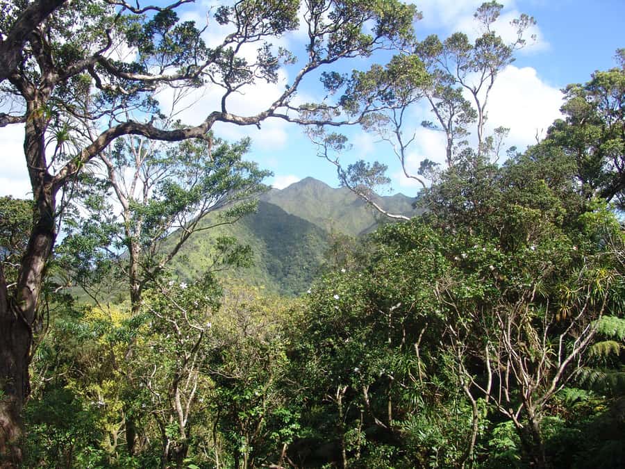 Honolulu: Hawaiian Volcanic Rainforest Hike - What the guide adds to the three-and-a-half-hour outing
