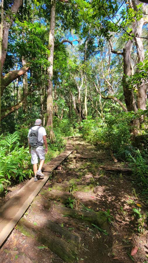 Honolulu: Hawaiian Volcanic Rainforest Hike - A moderate climb with a real 600-foot gain