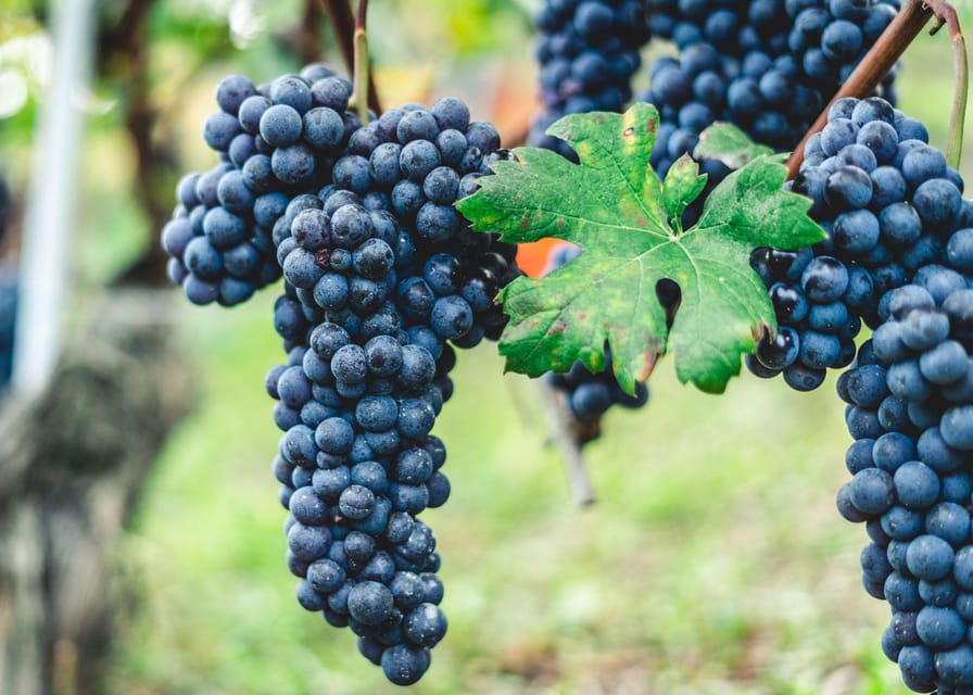 Horse Riding Experience on Vesuvius w/ Wine Tasting - Why This Vesuvius Experience Works