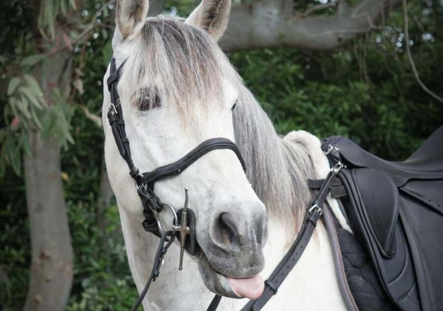 Horseback Ride on Mt. Vesuvius - The 30-minute ride to the stables