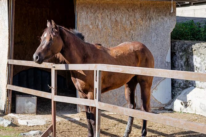 Horseback Riding on Mt. Vesuvius with Wine Tasting and Dinner - What the horseback portion offers