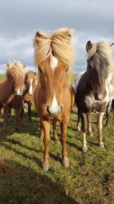Iceland: Volcanic Landscape Horse Riding Tour - Starting at Íslenski Hesturinn in Víðidalur