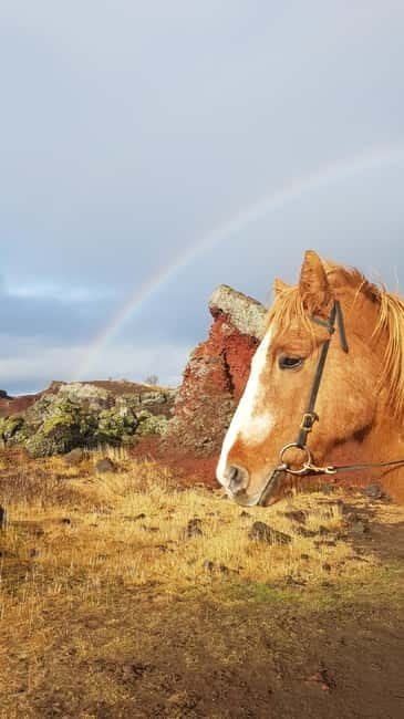 Iceland: Volcanic Landscape Horse Riding Tour - Meeting Iceland’s small, sturdy horses