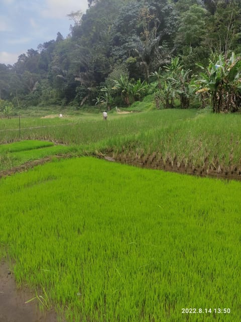 Jakarta: Active Volcano, Waterfall &beautiful local village - Lunch, snacks, and West Java flavors