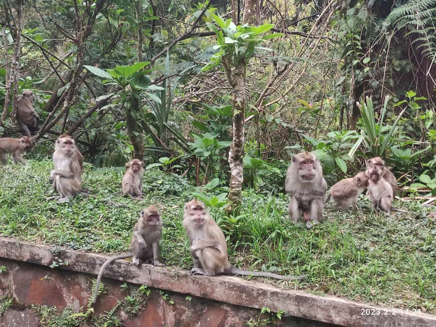 Jakarta :Volcano, HotSpring, Tea Factory, RiceField, &Coffee - How to prepare for the 12-hour outing
