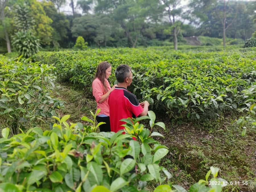 Jakarta :Volcano, HotSpring, Tea Factory, RiceField, &Coffee - Walking the crater of Tangkuban Perahu