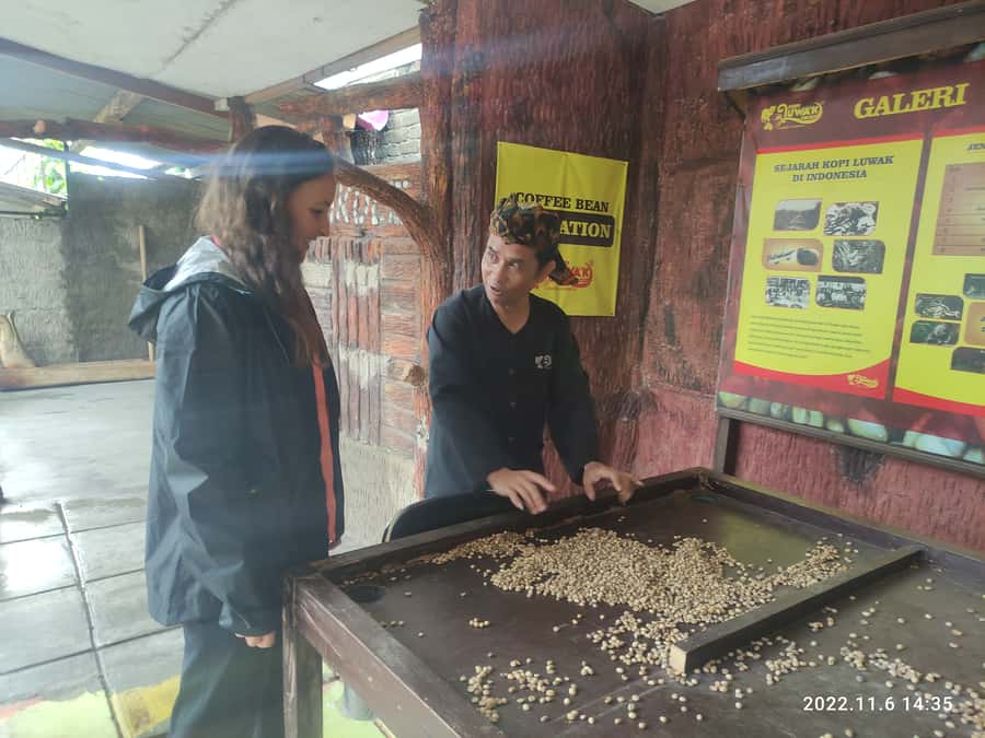 Jakarta :Volcano, HotSpring, Tea Factory, RiceField, &Coffee - Lunch in Lembang and a lesson in luwak coffee