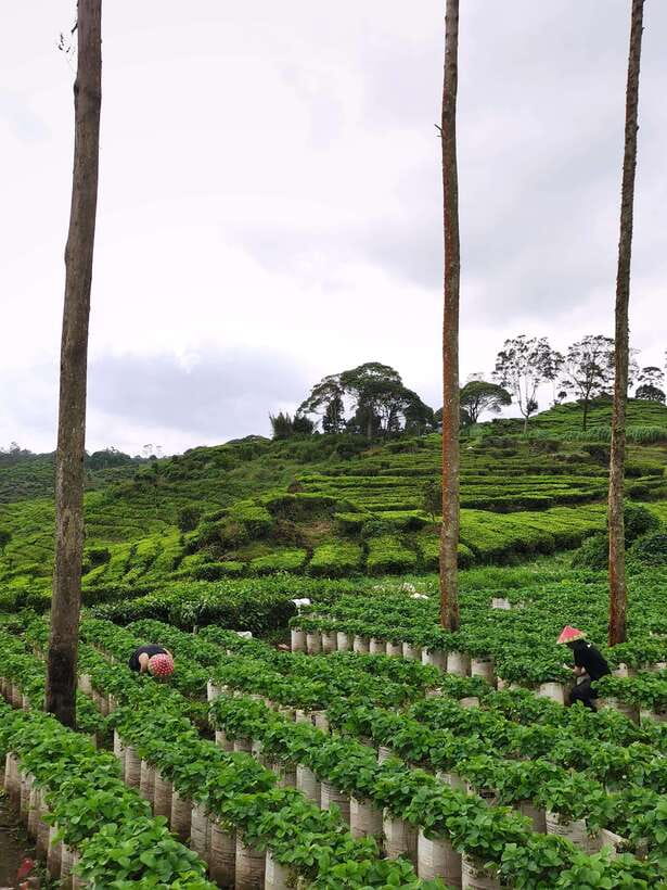 Jakarta: Volcano or Suspension Bridge,Ricefield & Hot Spring - Sariater hot springs and Luwak coffee