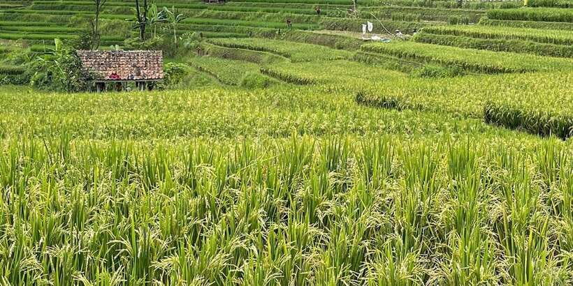 Jakarta: Volcano, Tea/Rice Fields, Hot Spring, Local Food - Kopi Luwak Cikole and the ethical question