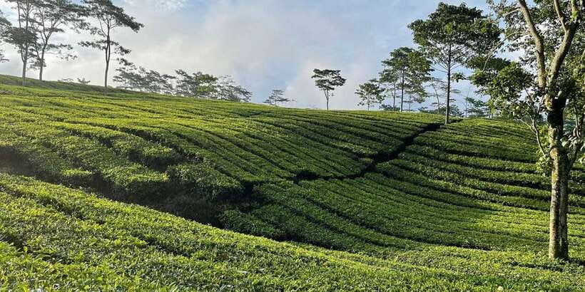 Jakarta: Volcano, Tea/Rice Fields, Hot Spring, Local Food - Tea fields near Ciater