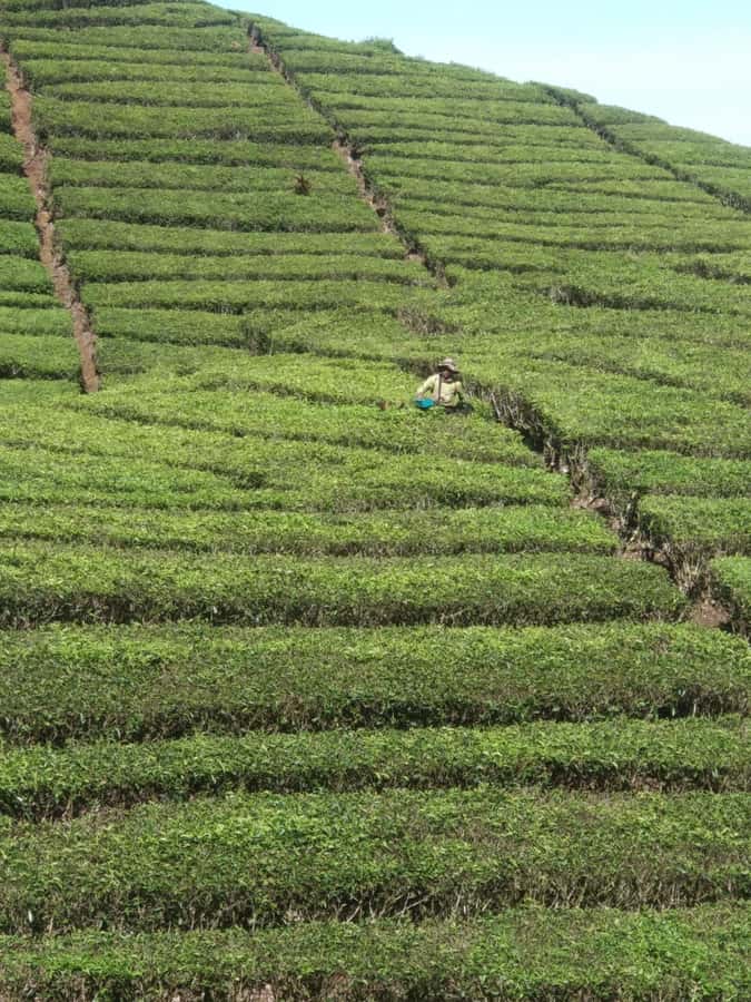 Jakarta: Waterfalls, Volcano, White Crater, Tea, Hot Spring - Who will enjoy this private Java day trip?