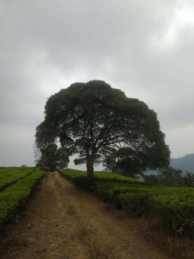 Jakarta: Waterfalls, Volcano, White Crater, Tea, Hot Spring - Jakarta, Bandung, or Bogor: choosing the right starting point