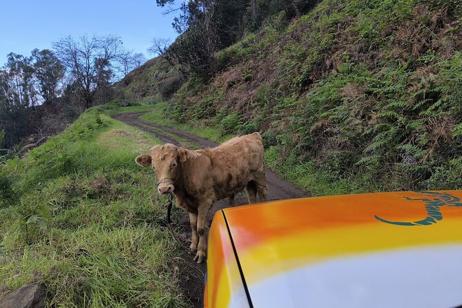 Jeep Adventure to Volcanic Pools & UNESCO Forest Treasures - Poça das Lesmas and Seixal