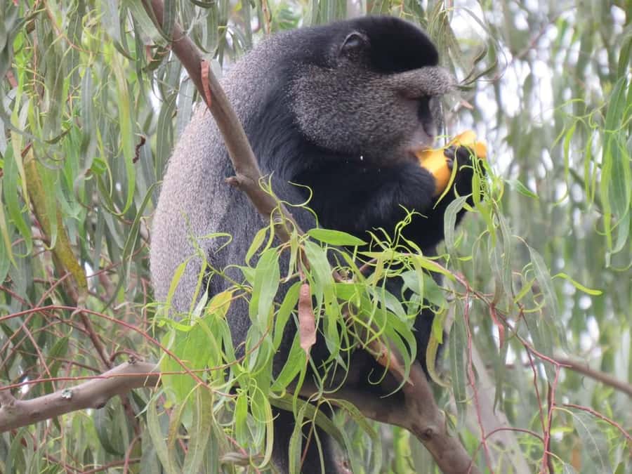 Kibale Forest Park: 3-Day Chimpanzee tracking & Crater lakes - Why Kibale is Uganda’s primate country