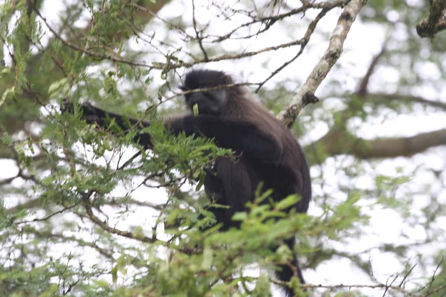 Kibale Forest Park: 3-Day Chimpanzee tracking & Crater lakes - Day 2 morning: Tracking chimpanzees from Kanyanchu