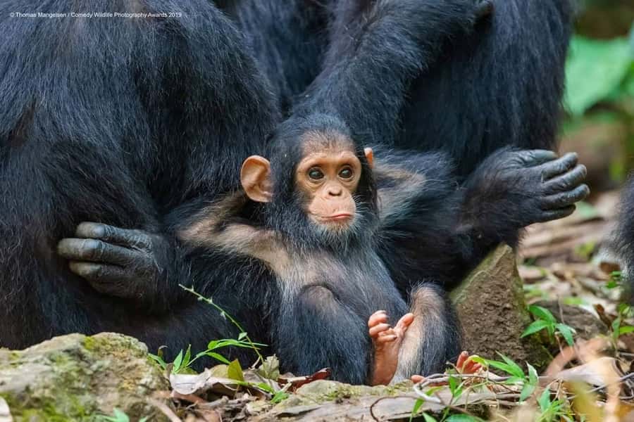 Kibale Forest Park: 3-Day Chimpanzee tracking & Crater lakes - Fitness, timing, and what to pack