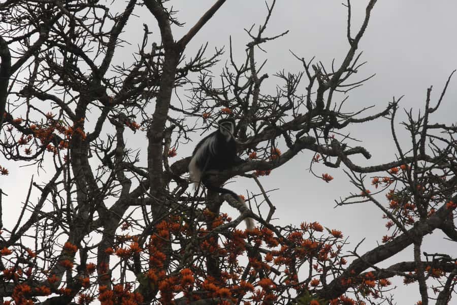 Kibale Forest Park: 3-Day Chimpanzee tracking & Crater lakes - Day 1: Six hours through Uganda’s tea country