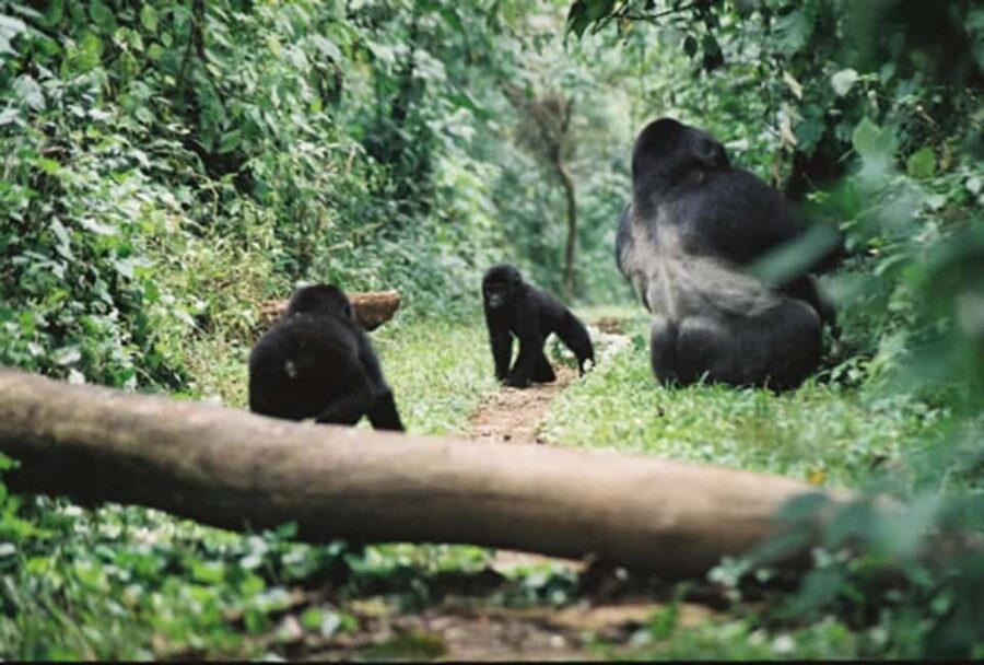Kigali: Gorilla Trekking in Volcanoes National Park - From Kigali at 04:30 to Kinigi by morning