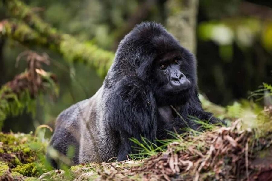 Kigali: Gorilla Trekking in Volcanoes National Park - Kinigi headquarters and the ranger briefing