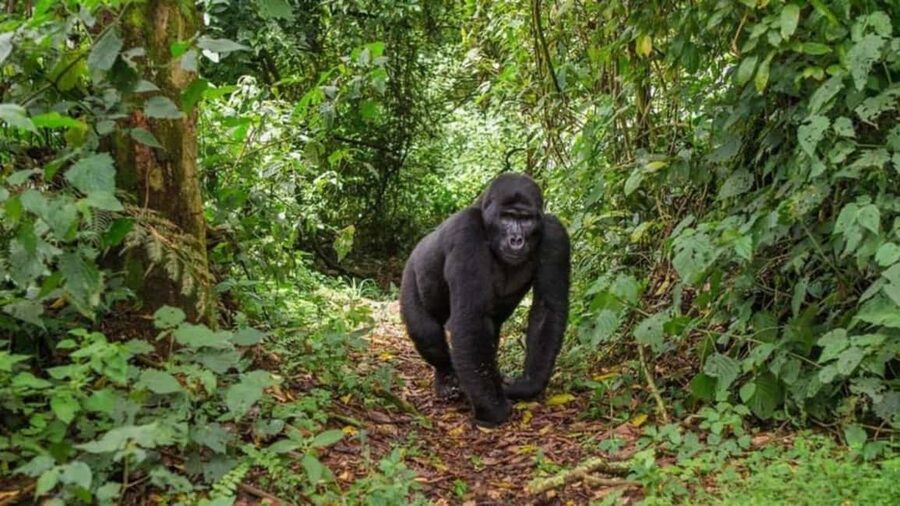 Kigali: Gorilla Trekking in Volcanoes National Park - Lunch in Musanze and the long ride back