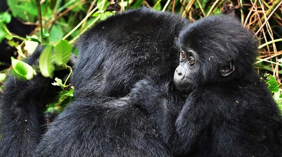 Kigali: Gorilla Trekking in Volcanoes National Park - The forest trek can take two to eight hours