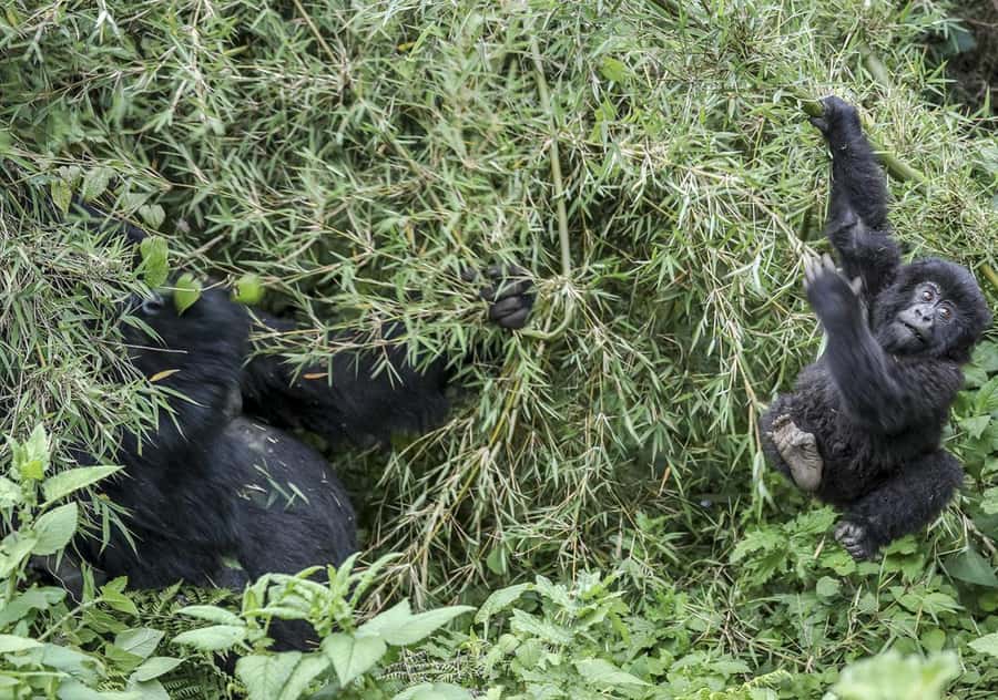 Kigali: Rwanda Gorilla Tracking in Volcanoes National Park - Key points before you book