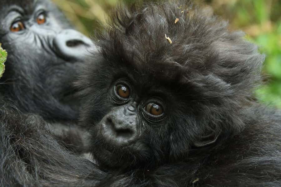 Kigali: Rwanda Gorilla Tracking in Volcanoes National Park - Why this Kigali gorilla day trip is worth considering