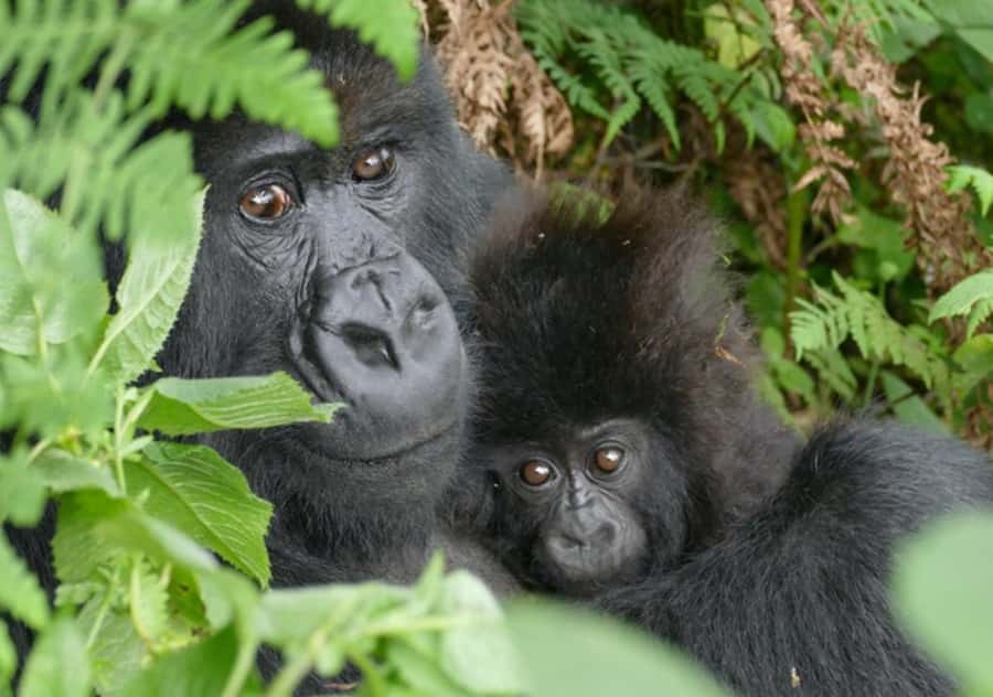 Kigali: Rwanda Gorilla Tracking in Volcanoes National Park - Coffee, briefing, and the move to the trailhead
