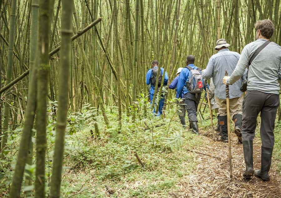 Kigali: Rwanda Gorilla Tracking in Volcanoes National Park - Hiking toward the gorilla family