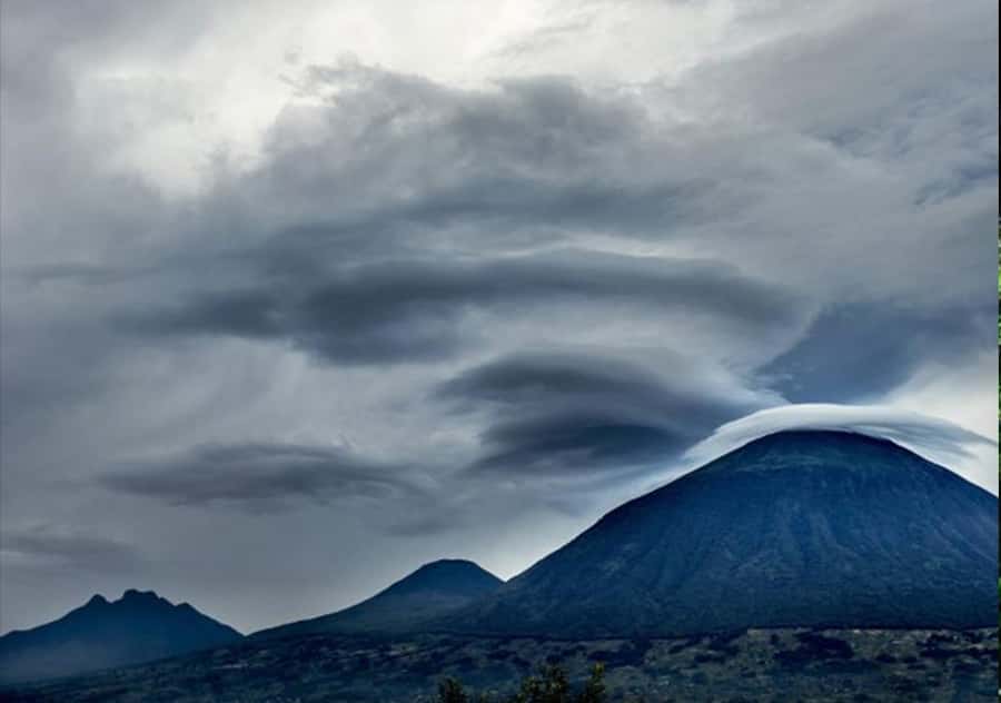 Kigali: Rwanda Gorilla Tracking in Volcanoes National Park - One hour with the mountain gorillas