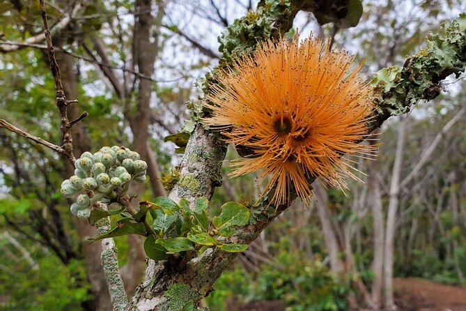 Kīlauea Hike and Lava Gazing with Native Hawaiian - Who should book this experience?