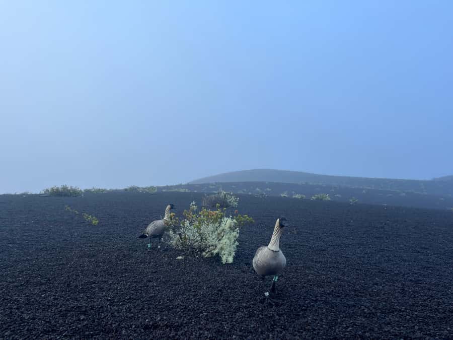 Kīlauea hike and lava gazing with Native Hawaiian - Practical preparation for a four-hour volcano walk
