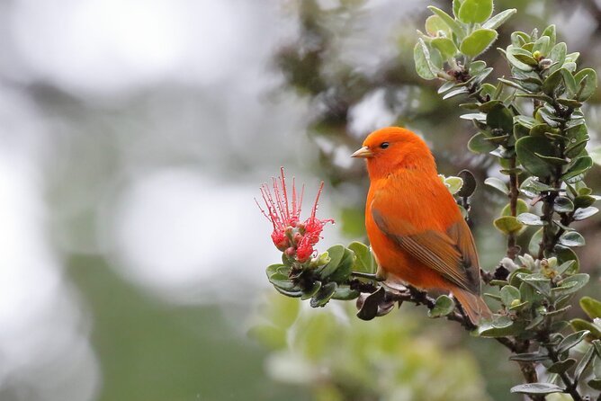 Kīlauea hike and lava gazing with Native Hawaiian - Meeting Pele through Hawaiian stories